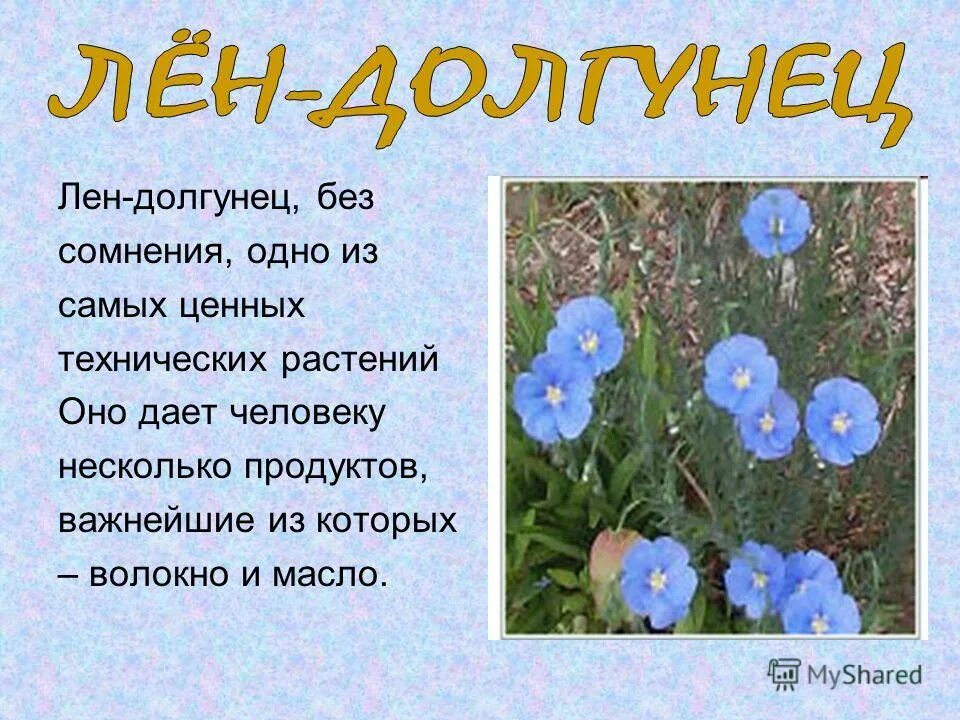 Лен масличный и лен долгунец. Доклад про лён. Лен растение значение. Доклад про лён. Сообщение о растении лён.