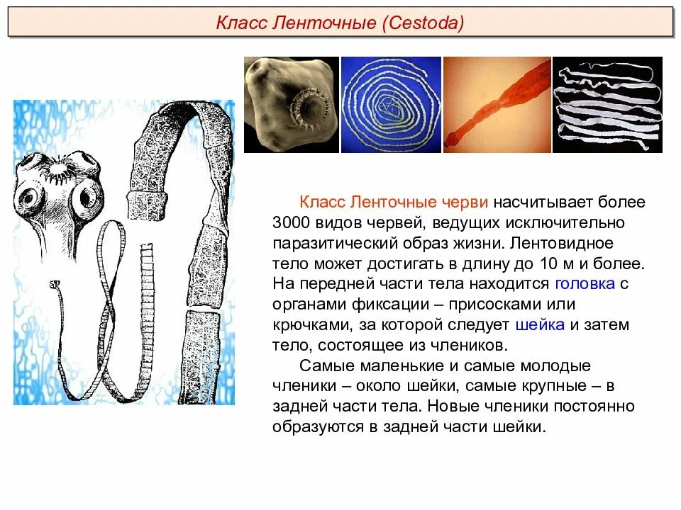 Ленточные черви образ жизни