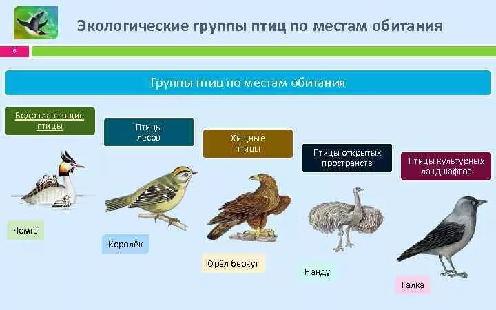 Экологические группы классификация. Классификация птиц отряды. Таблица по биологии 7 класс отряды птиц экологическая группа птиц. Экологические группы птиц по местам обитания. Экологические группы птиц птицы леса.