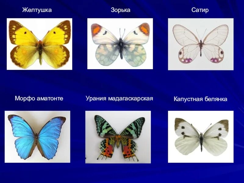 Бабочки желтушка пестрянка Зорька голубянка лимонница. Бабочки желтушка и Зорька. Бабочки Адмирал лимонница крапивница желтушка. Бабочки Адмирал лимонница желтушка.