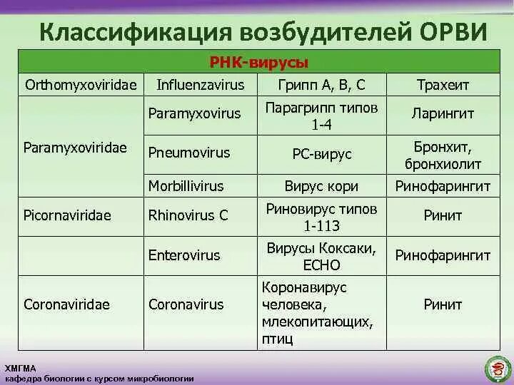 Инфекция латынь. Вирусы ОРВИ классификация. Вирус гриппа классификация микробиология. Возбудители о́стрые респирато́рные ви́русные инфе́кции. Классификация возбудителей ОРВИ.