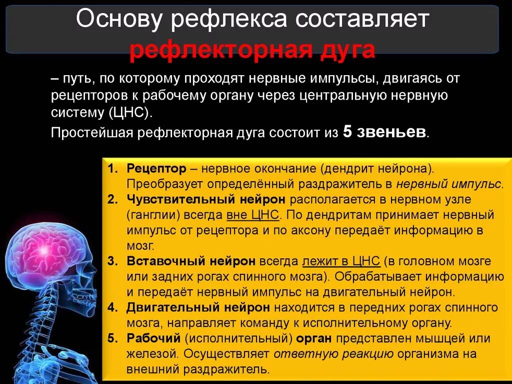 Путь передачи нервного импульса в мозг. Нервный Импульс. Передача нервного импульса в ЦНС. Путь нервного импульса от рецепторов. Путь передачи нервного импульса в центральную нервную систему.