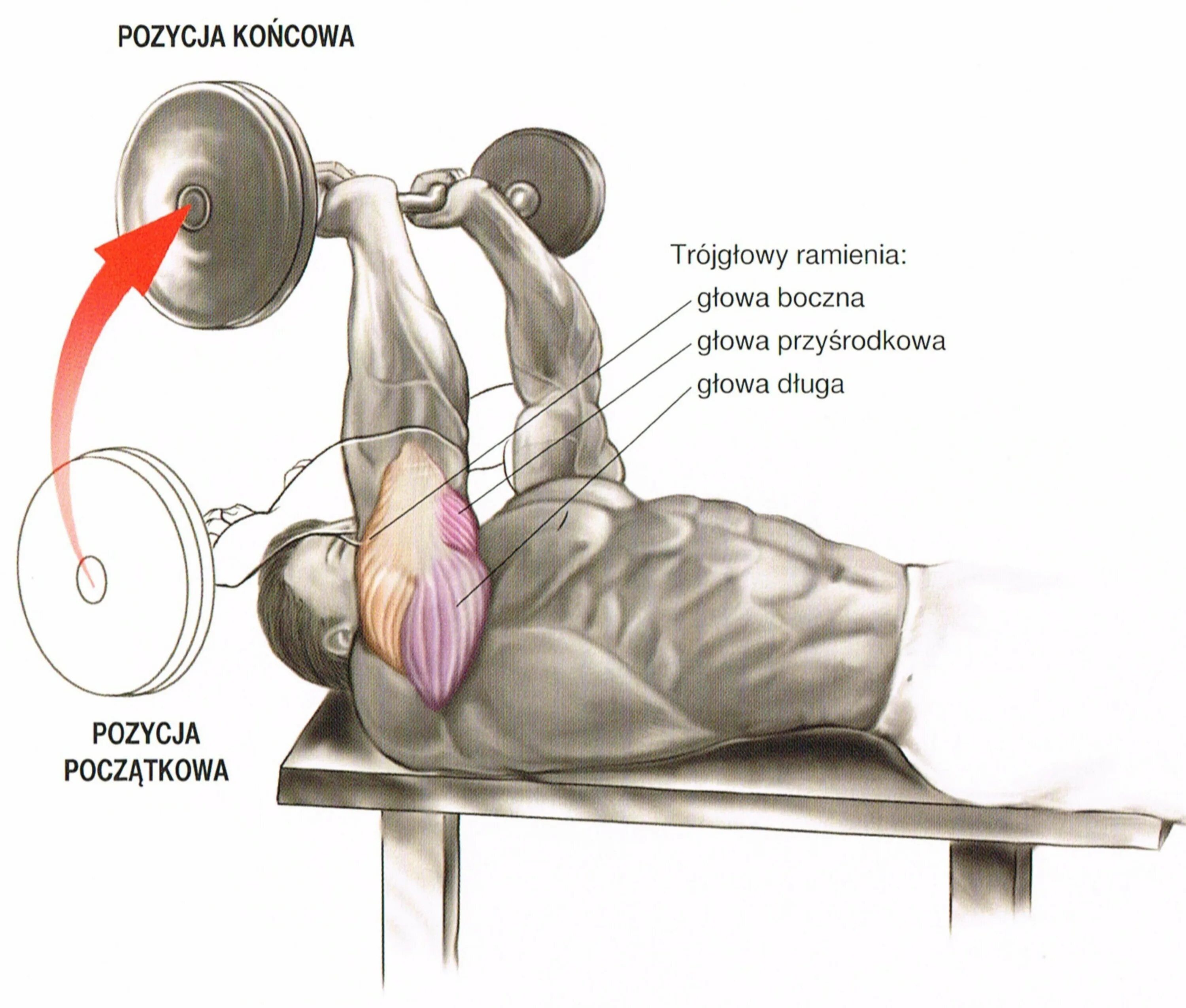 Как накачать длинную. Длинная головка трехглавой мышцы плеча упражнения. Мышцы трицепса анатомия и упражнения. Медиальная головка трицепса анатомия. Упражнения на трицепс.
