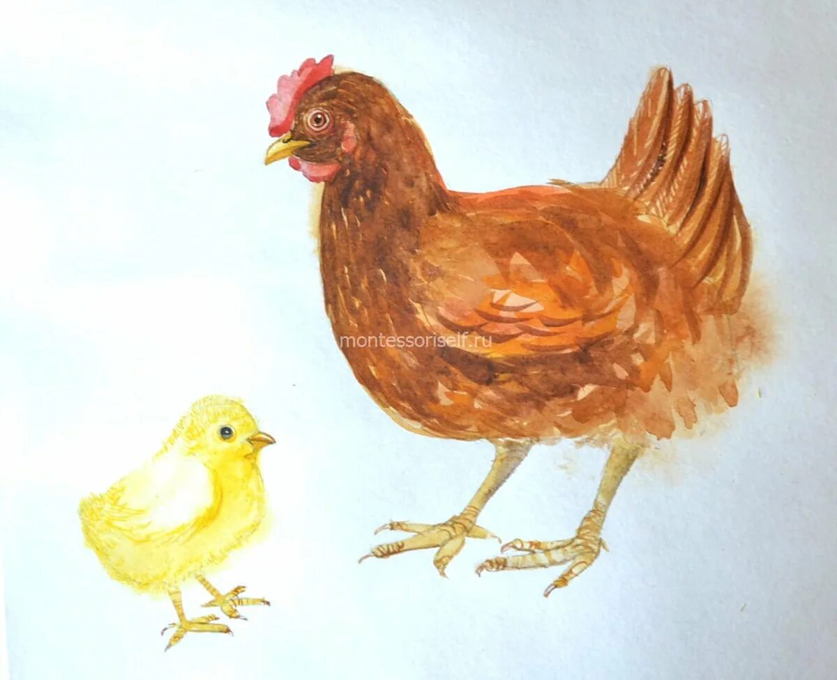 Рисунки с курами. Курица картинка для детей. Курочка с цыплятами для детей. Курица с цыплятами рисунок. Рисование Курочка с цыплятами.