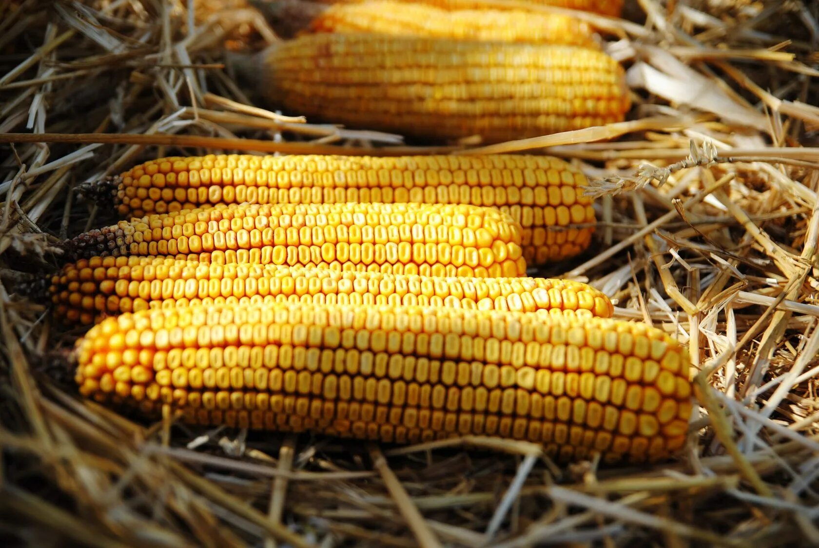 Пленчатая кукуруза. Кукуруза в бразилии. Плантации кукурузы. Урожай кукурузы. Парус без кукурузы.