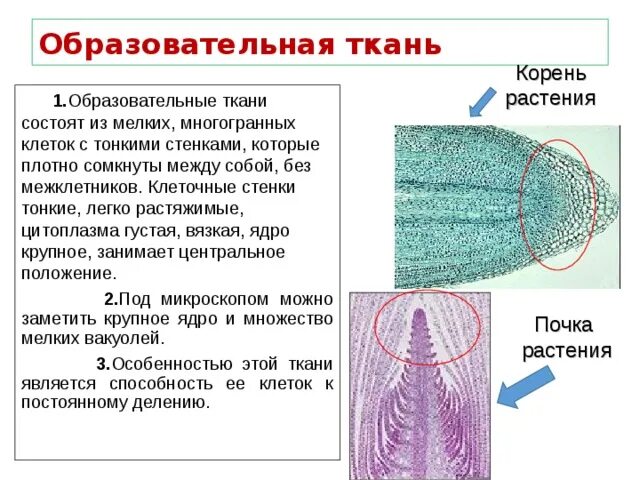 Образовательная ткань растений. Образовательная ткань в корне. Клетки образовательной ткани. Строение образовательной ткани растений. Из какой ткани состоит корень