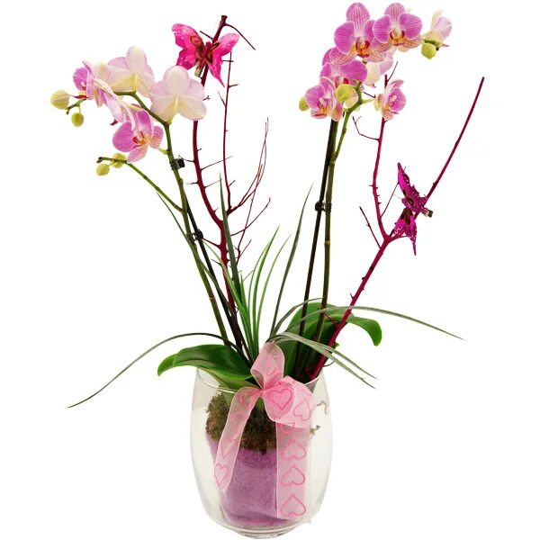 Фаленопсис Anthura Ingrid. Упаковка орхидеи в горшке. Орхидея в горшке в подарок. Орхидея в упаковке. Подарили орхидею в горшке