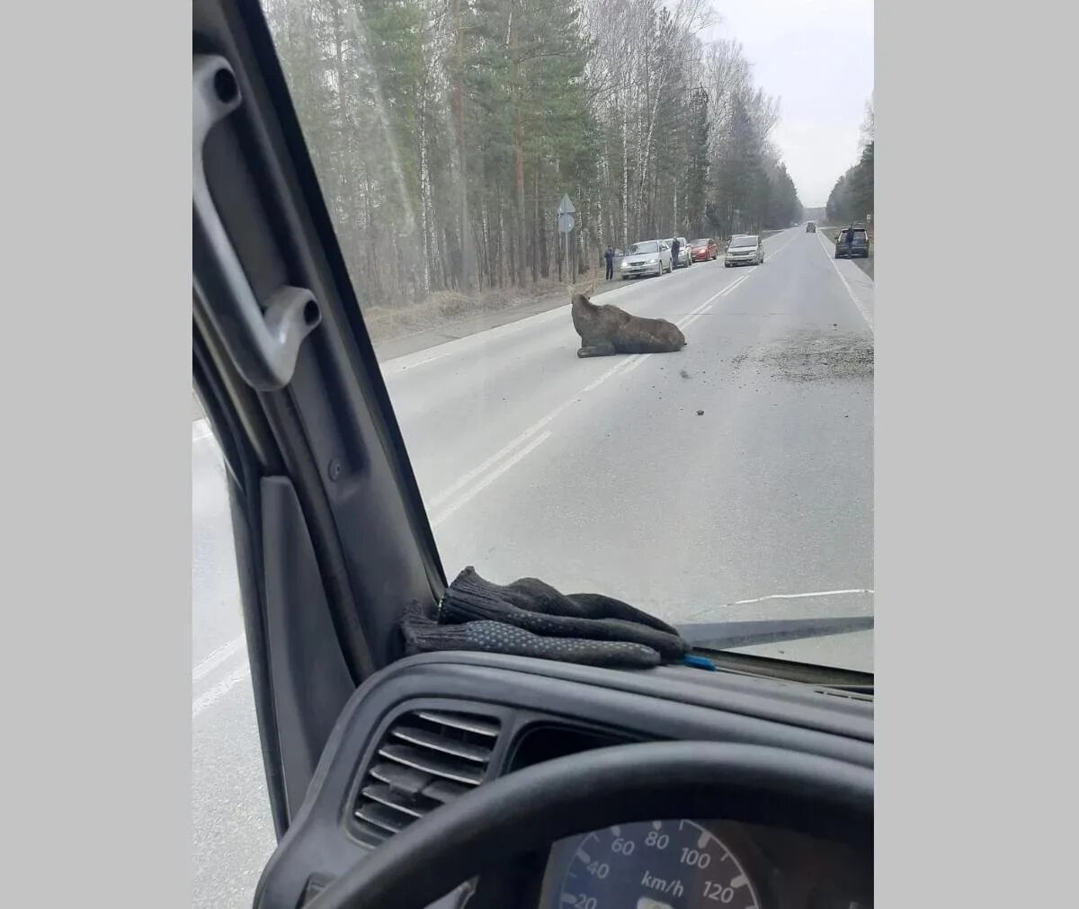 Сбил лося какой