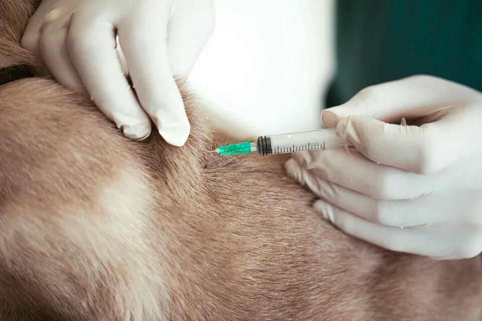 Подкожная инъекция собаке в холку. Укол собаке внутримышечно в холку. Укол собаке подкожно в холку. Уколы собаке видео. Внутримышечно собаке укол внутримышечно.