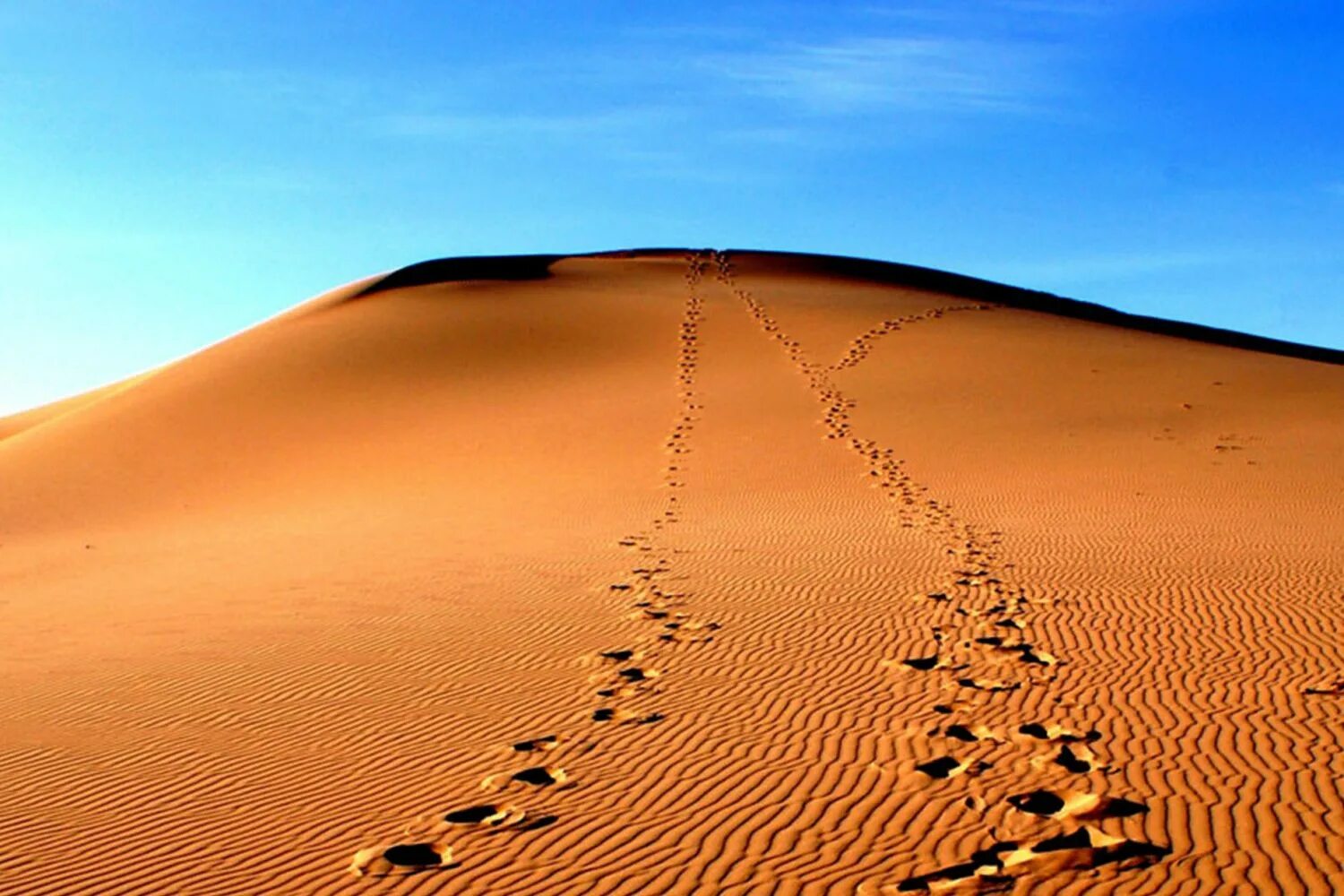 Гоби это пустыня. Монголия Гоби. Пустыня Гоби. Пески пустыни Гоби. Каменистая пустыня Гоби.