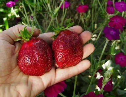 Лучшая клубника форум отзывы