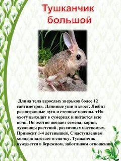 Животные красной книги омской