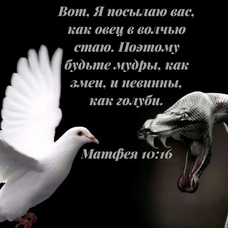 Мудро как змея просты как голуби. Будьте мудры как змеи и просты как голуби. будьте мудры как змеи и просты как голуби библия. будьте мудры как змеи. будьте как голуби и мудры как змеи.