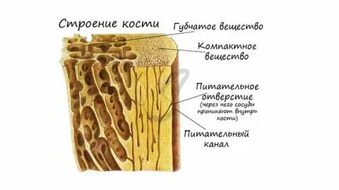 Губчатое вещество костной ткани