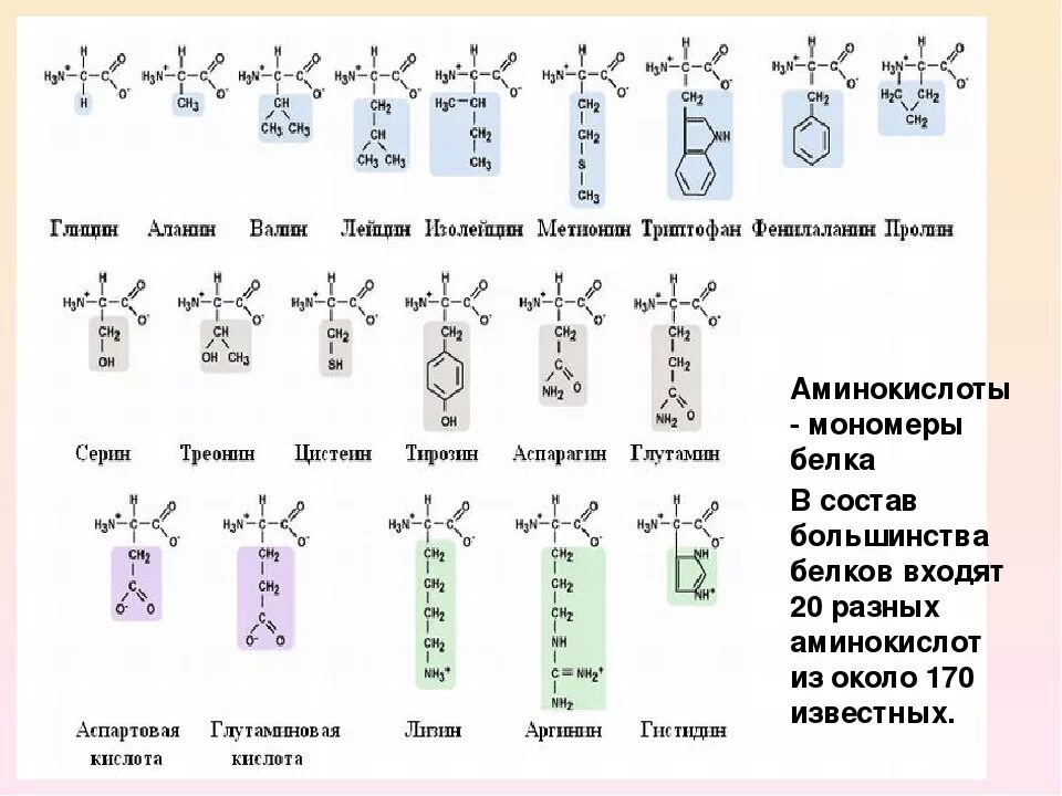 20 Аминокислот и их формулы. 20 Аминокислот таблица. 20 Белковых аминокислот формулы. 20 Альфа аминокислот таблица. Сколько всего аминокислот