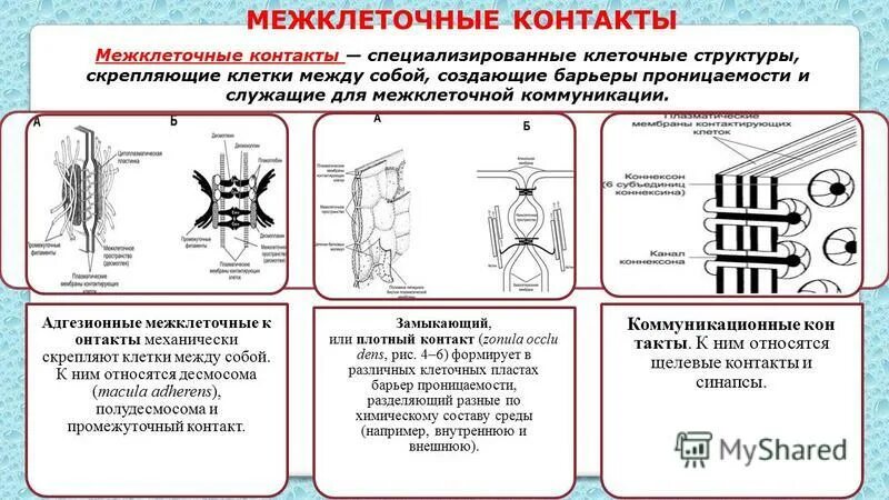 Сложные соединения клеток