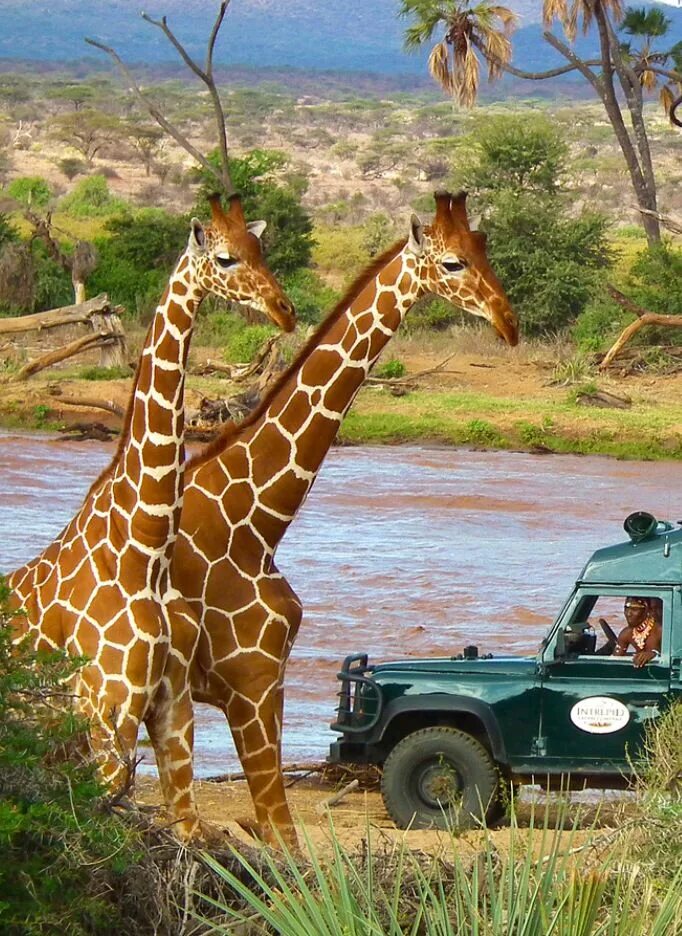 Africa safari. Джип сафари Кения. Кения Танзания сафари. Африка Кения сафари. Кения сафари парк.