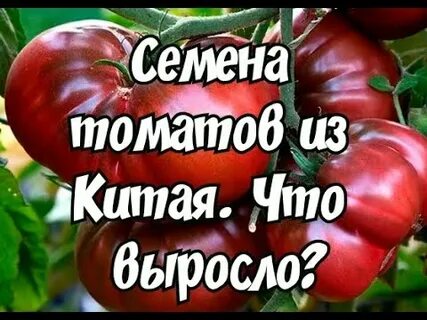 Семена китайских помидор