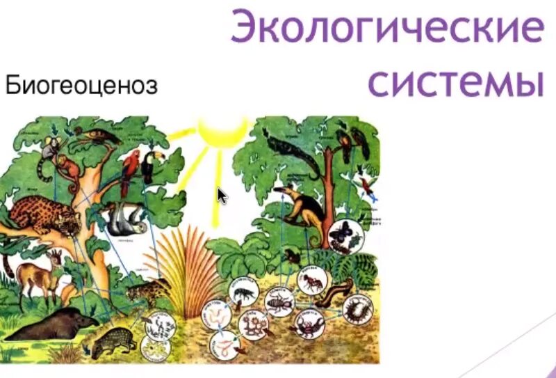 Разнообразие природных сообществ 5 класс пасечник. Биоценоз экосистема Биосфера. Экосистемы для дошкольников. Экосистема лес. Природное сообщество экосистема.