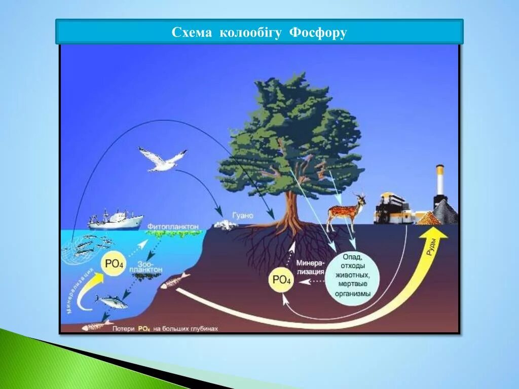 Круговорот фосфора. Биогеохимический цикл фосфора схема. Круговорот углерода и фосфора. Круговорот фосфора в биосфере схема. Фф круговорот