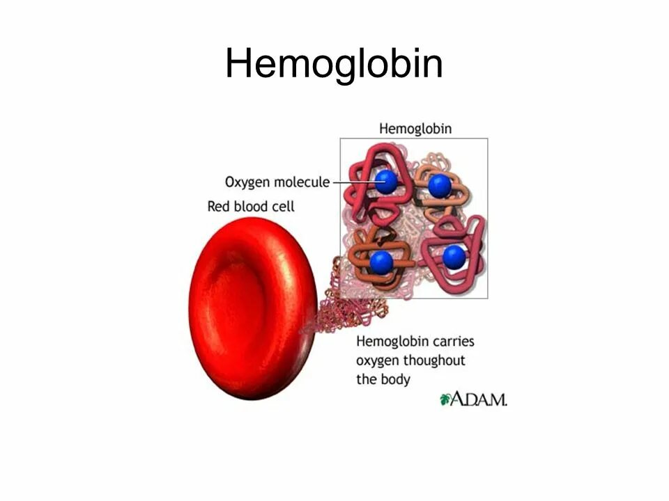 Гемоглобин какая ткань. Структура эритроцита и гемоглобина. Строение молекулы гемоглобина. Эритроцит молекула гемоглобина. Схема строения эритроцитов и гемоглобина.