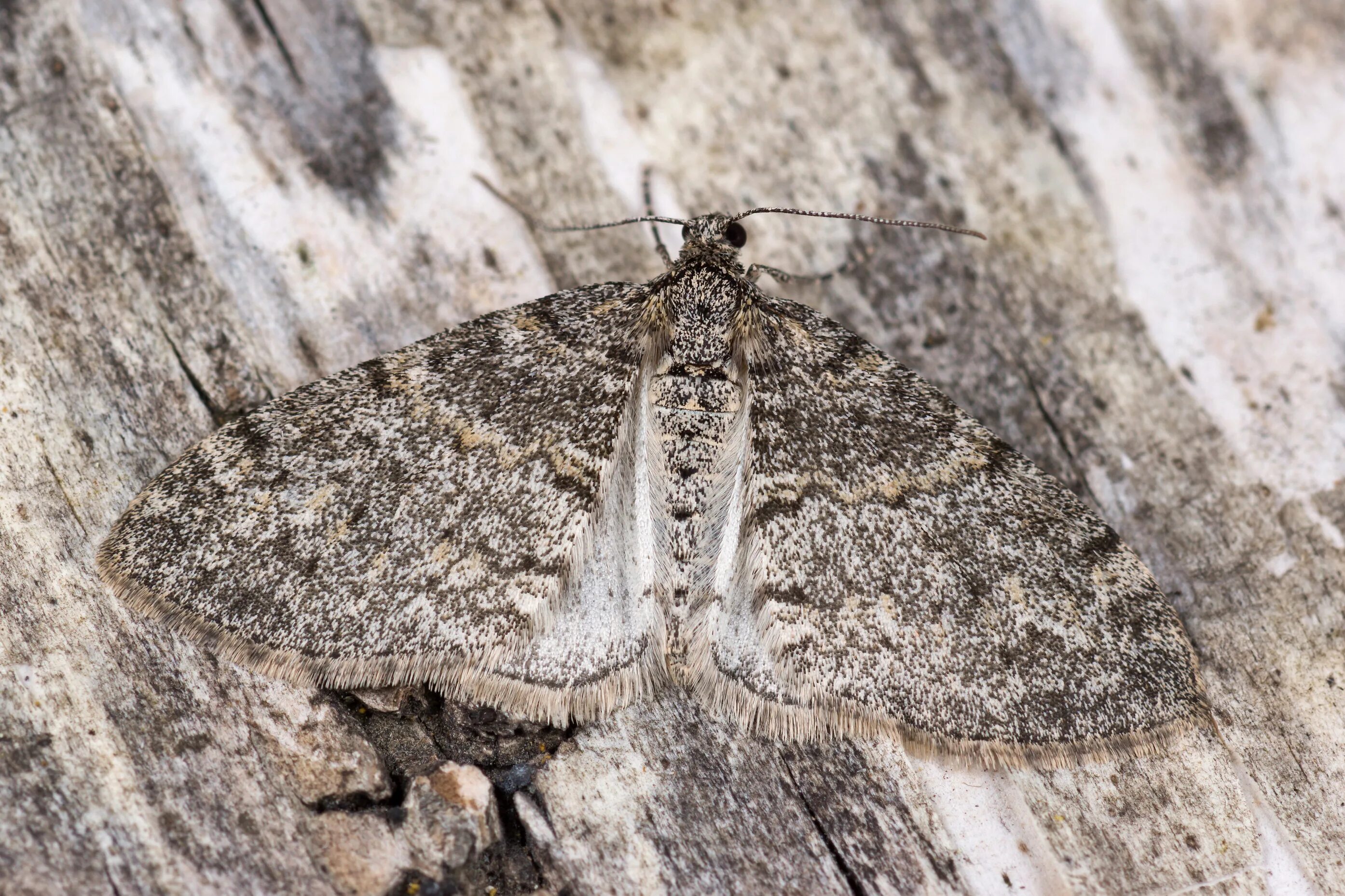Catocala semirelicta. Бражник сосновый (hyloicus pinastri). Бабочка желтая с черными пятнами. Бабочка вредитель 5 букв. Бабочки вредители.