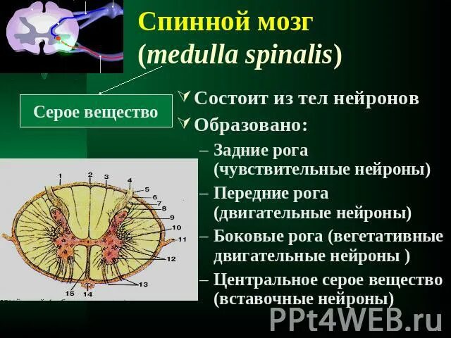 Какие нейроны в рогах спинного мозга. Передние рога спинного мозга двигательные Нейроны. Передние рога спинного мозга содержат Нейроны. Серое вещество спинного мозга состоит из тел нейронов. Передние рога серого вещества образованы.