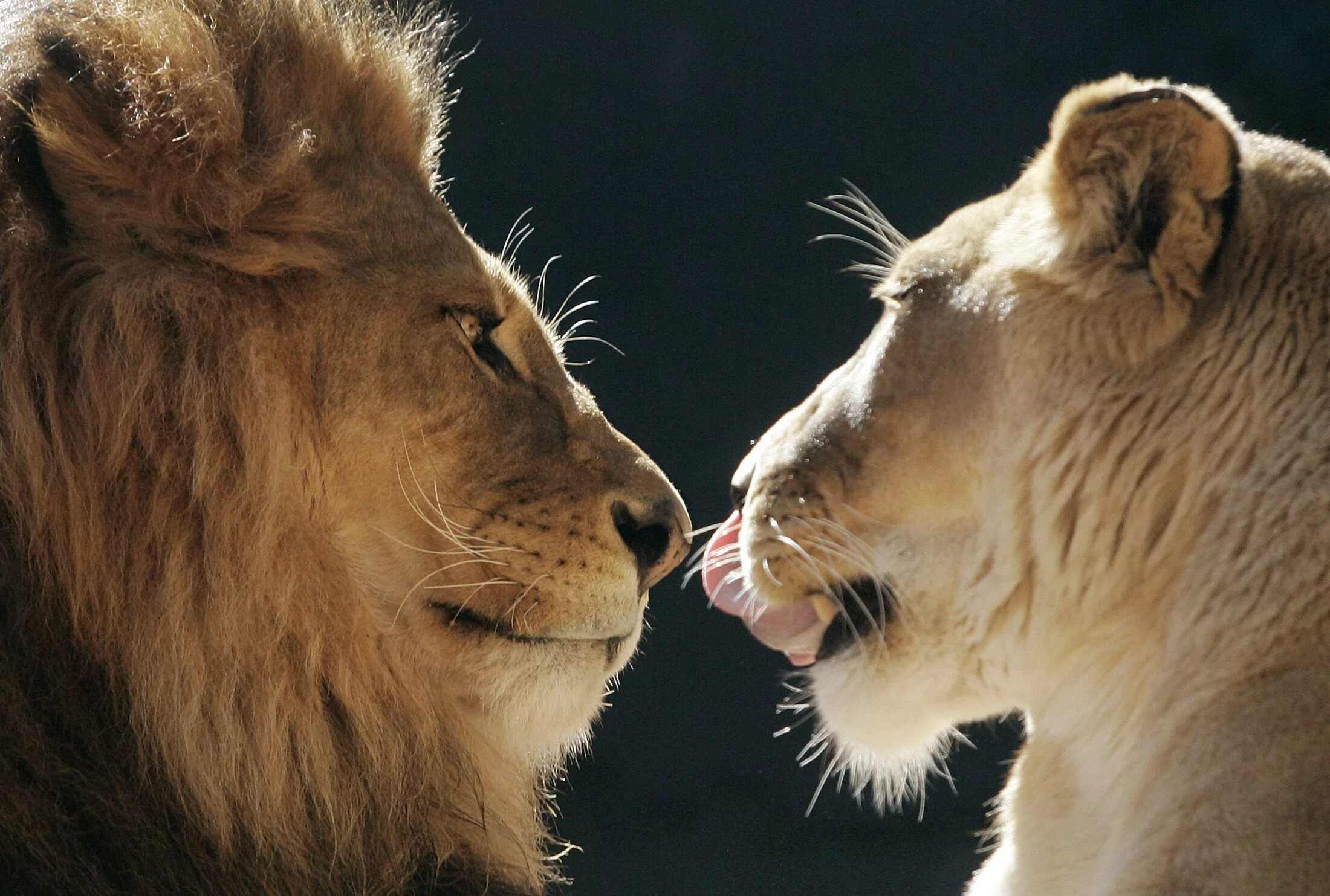 Awwww so cute! Lion love, Animals wild, Lion and lioness