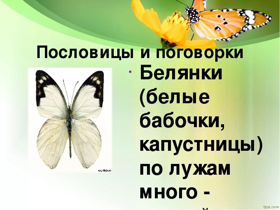 Окно пословицы. Поговорка про бабочку. поговорки про бабочек для детей. пословицы про бабочек. пословицы и поговорки о бабочках.