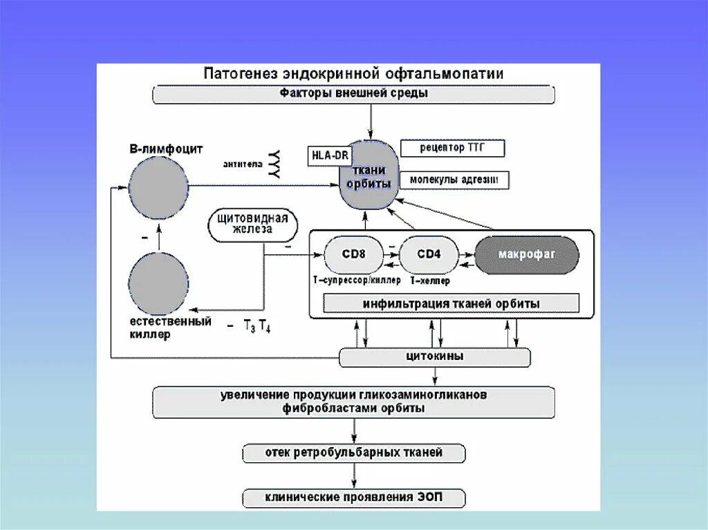 Офтальмопатия при тиреотоксикозе патогенез. Эндокринная офтальмопатия патогенез схема. Аутоиммунная офтальмопатия патогенез. Схема лечения эндокринной офтальмопатии. Общая этиология общий патогенез