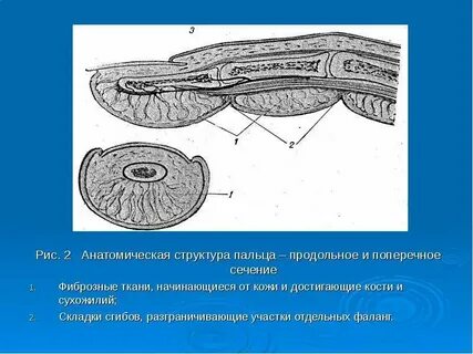 Анатомическая структура