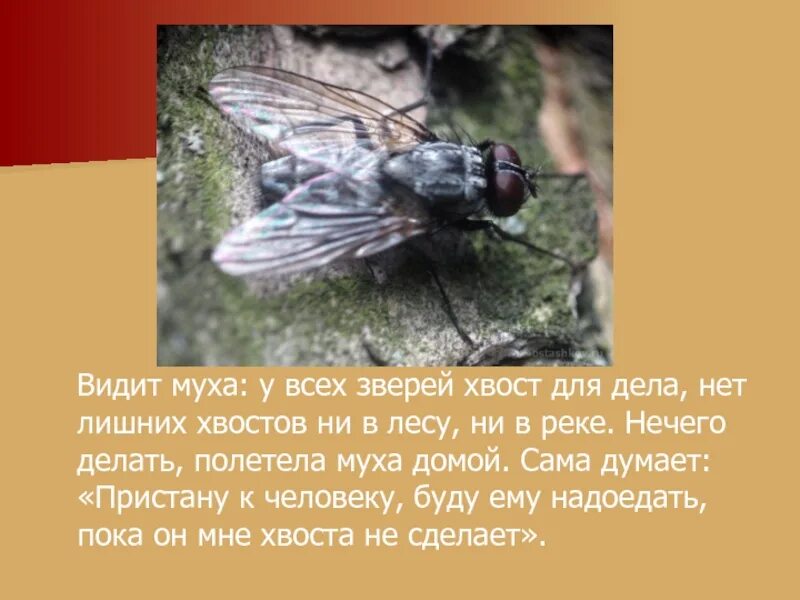 Как видит мир муха. Видят ли мухи. Видят ли мухи. Как видят насекомые. Видят ли мухи.