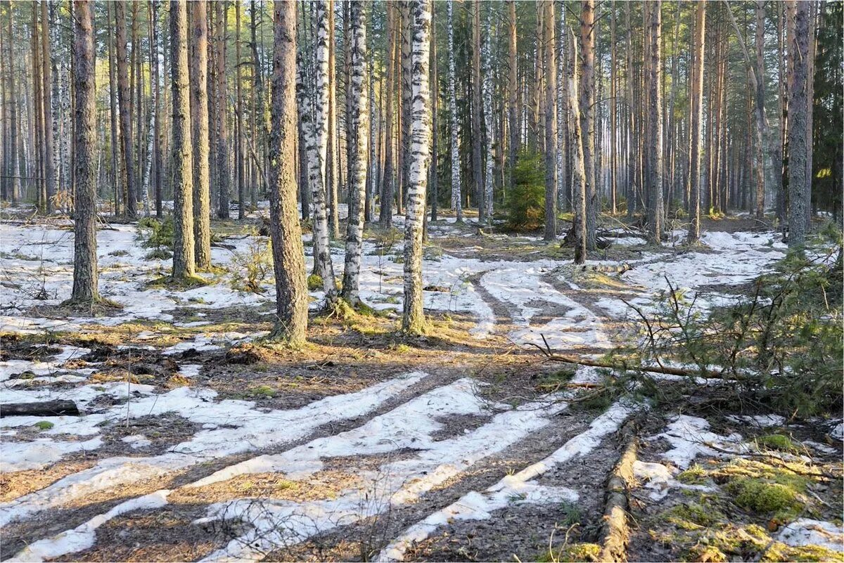 Звуки весеннего леса для детей