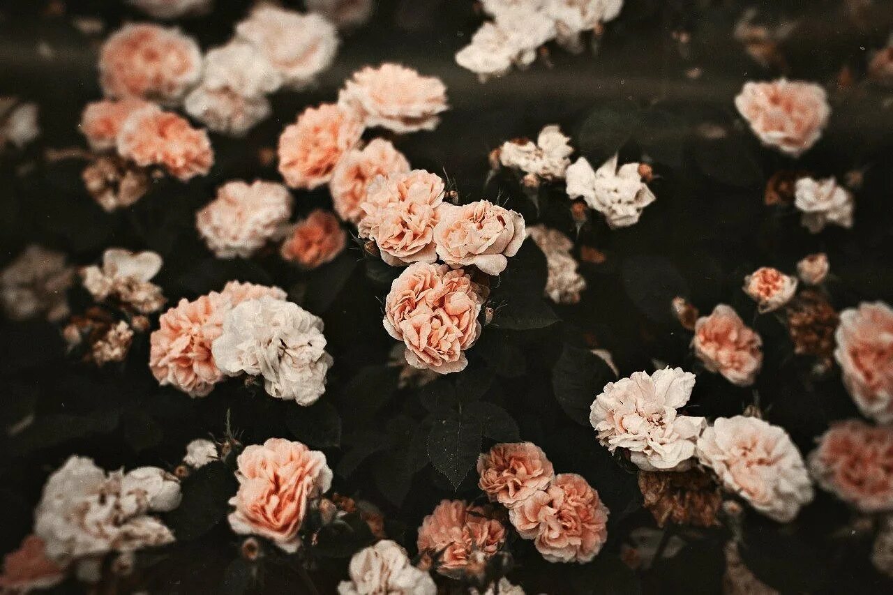 Вичхаус aesthetic. Фон для рабочего стола эстетика. Эстетичные цветы. Красивые эстетичные обои на айфон. Цветочки эстетика.