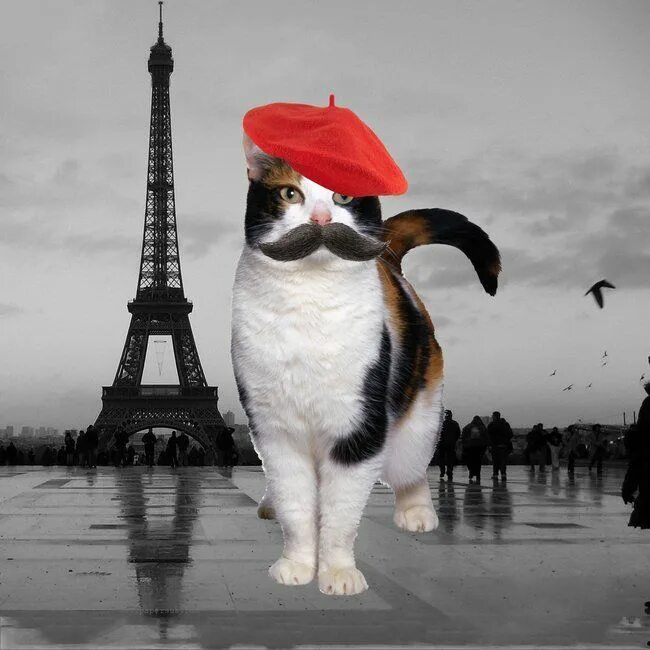 Russian cat is speaking with chinese. Cat speaking french. Парижские коты. Cat speaking french. Cat is speaking.
