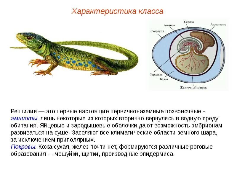 Приспособленность рептилий к жизни на суше. Пресмыкающиеся 7 класс биология. Общая характеристика пресмыкающихся 7 класс биология. Строение рептилий. Характеристика класса пресмыкающиеся.