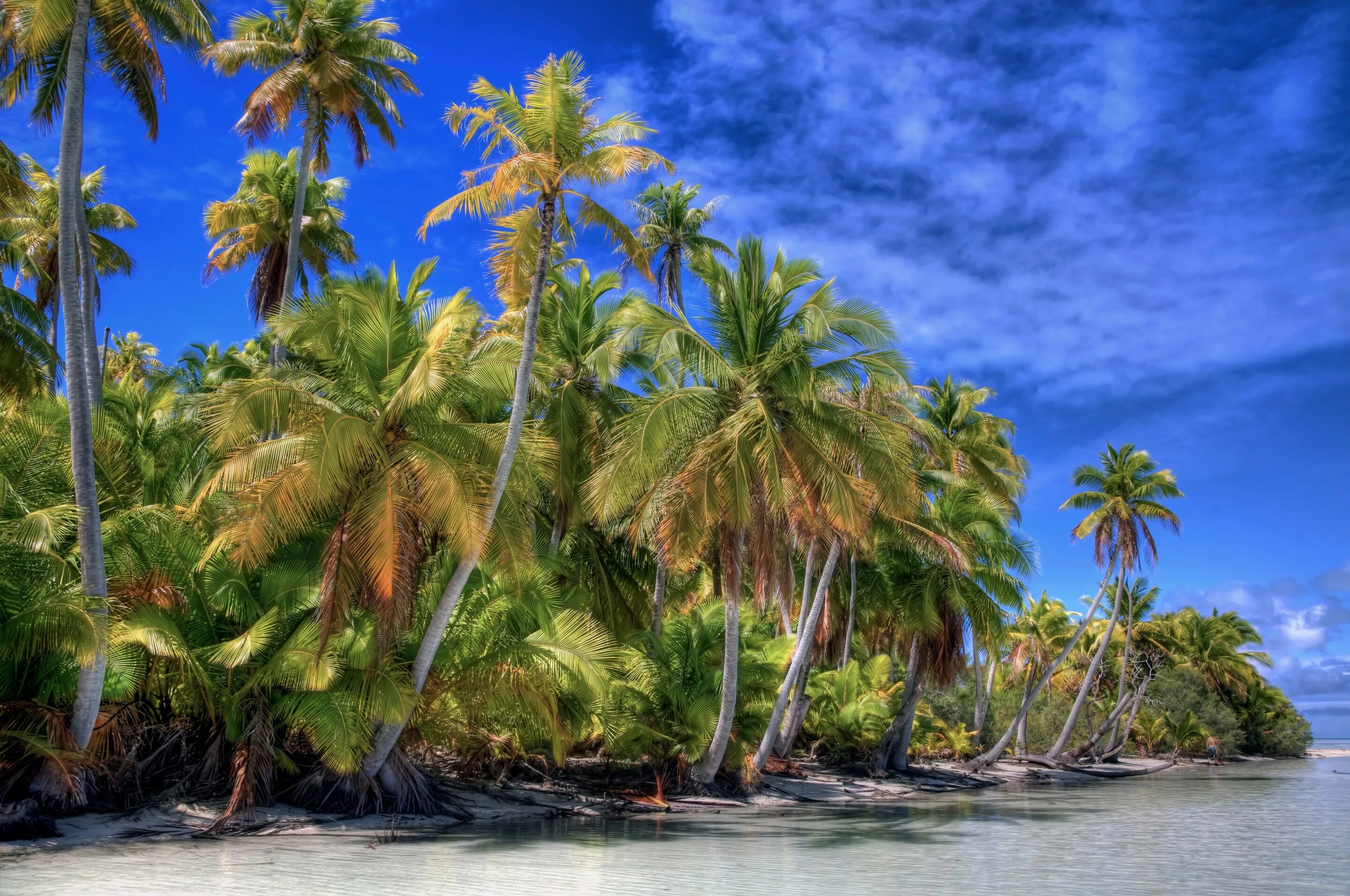 Бали Пальма Баунти. Рощи кокосовых пальм Филиппины. Море пляж пальмы. Пейзаж с пальмами.