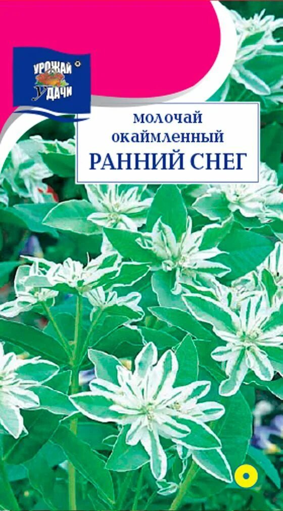 Молочай садовый окаймленный. Молочай окаймленный семена. Молочай окаймленный снежная вершина. Молочай окаймленный снежная. Цветы молочай окаймленный снежная вершина.