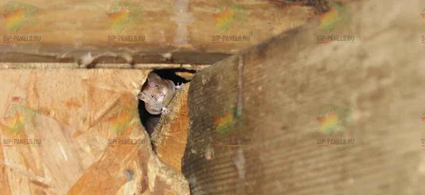 Могут ли мыши прогрызть потолок. Грызуны в сип панельных домах. мыши в сип панелях. защита сип панелей от грызунов. мыши внутри сип панелей.