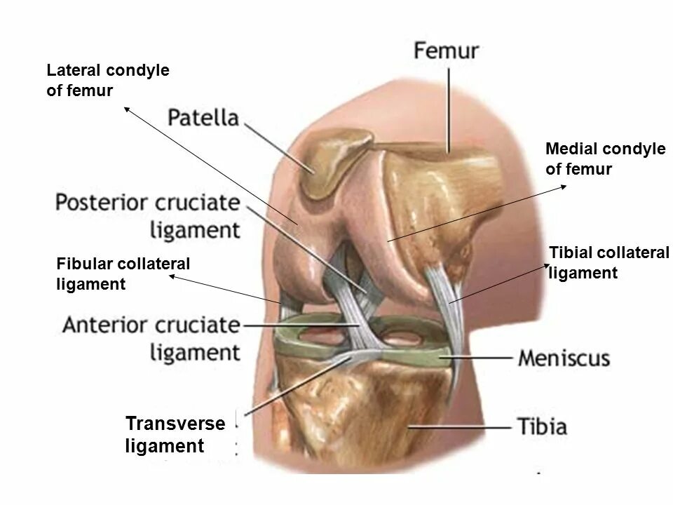 Мениски коленного сустава анатомия. Анатомия связок мениска коленного сустава. Строение медиального мениска. Связки надколенника анатомия.
