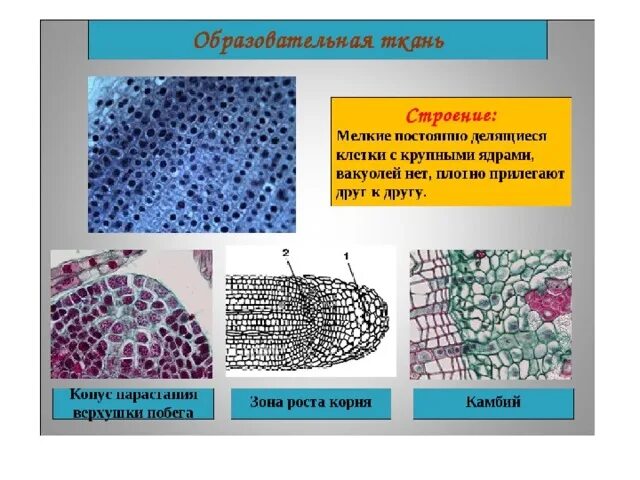 Функция образовательной ткани у растений 6 класс. Строение клетки образовательной ткани. Строение клеток образовательной ткани у растений. Образовательные ткани растений строение и функции. Строение образовательной ткани растений.