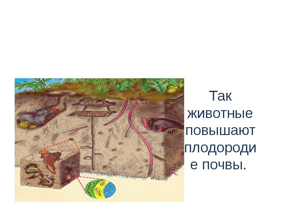 3 группа обитателей почвы составляет животные. Обитатели почвы. Почвенные животные. Животные обитающие в почве делают в ней ходы. Животные почвы 3 класс.