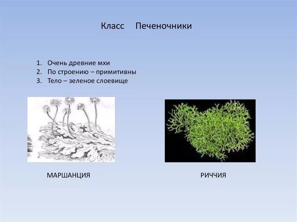 Примеры мхов 7 класс. Моховидные риччия. Строение мха риччия. Печёночники мхи риччия. Риччия и маршанция.