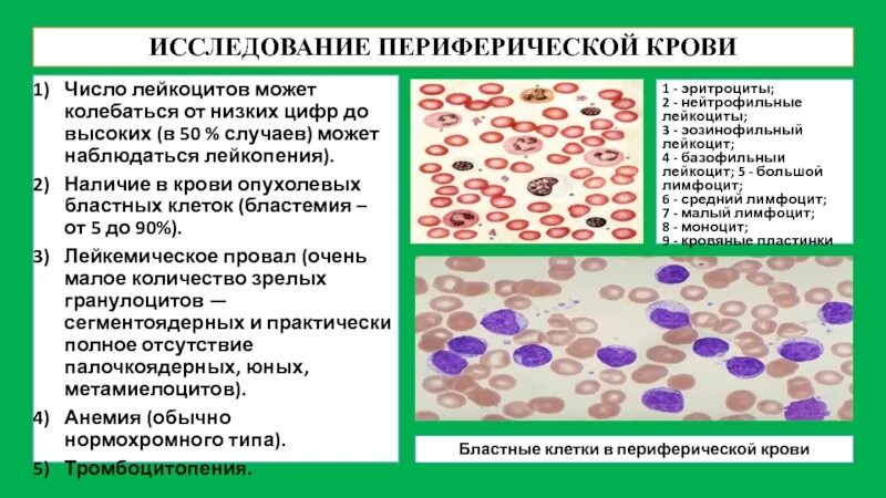 Метамиелоциты в периферической крови. Бластные клетки в периферической крови. Зрелые клетки периферической крови. Клеточный состав периферической крови. Культивирование лимфоцитов периферической крови