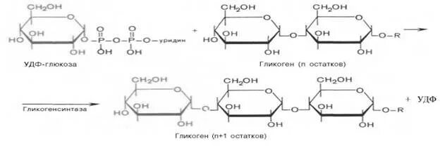 Глюкоза гликоген реакция. Синтез гликогена из Глюкозы реакция. УДФ Глюкоза. Синтез и распад гликогена. Синтез УДФ Глюкозы.
