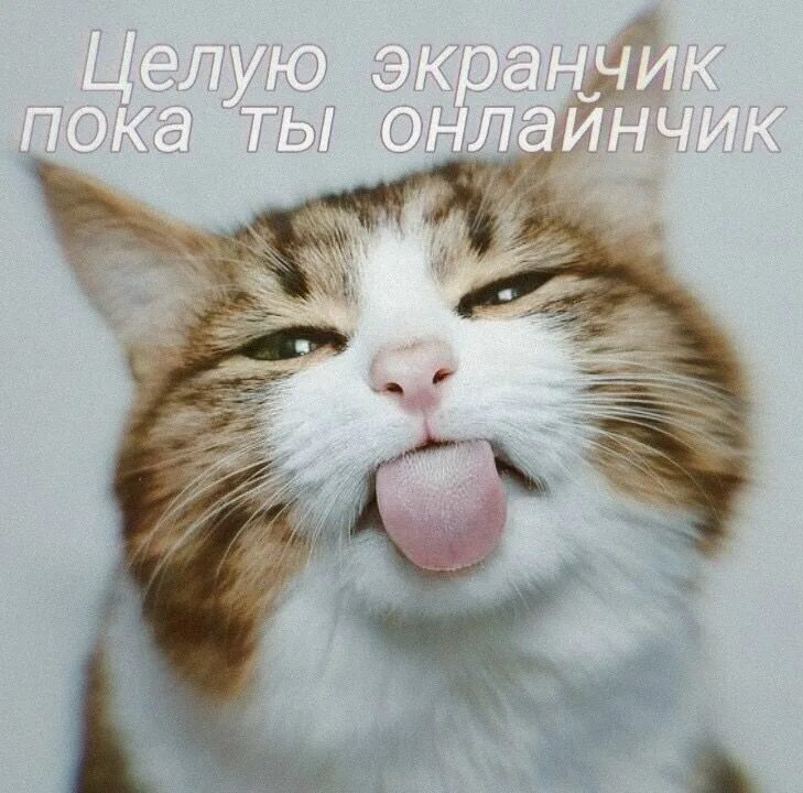Смешная креативная реклама. Язык приколы картинка. Медведь с высунутым языком. Пес с высунутым языком. Язык приколы картинка.