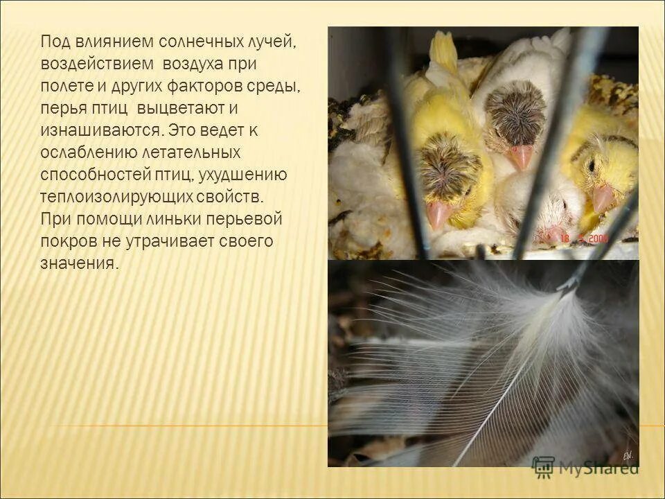 В какое время года бывает линька. Линька птиц. птица линяет. линька в жизни птиц. послегнездовая линька у птиц.