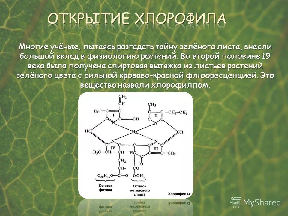 Впервые значение хлорофилла установил русский ученый. Хлорофилл. Спиртовая вытяжка зеленого листа. Хлорофилл в растениях. Хлорофилл 10.