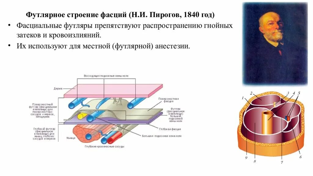 Законы пирогова. Фасциальные футляр анатомия. Футлярное строение фасций пирогов. Костно фасциальные футляры. Строение фасциальных футляров мышц.