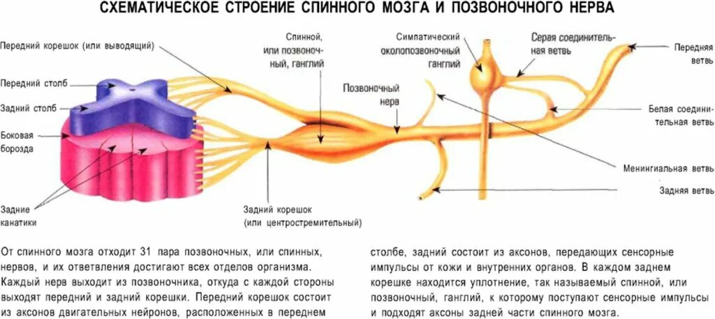 Схема спинномозгового нерва анатомия. Спинной мозг анатомия спинномозговых нервов. Схема строения спинномозгового нерва. Строение нерва спинного мозга.